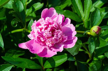 Şakayık ya da şakayık. Asya 'dan, Avrupa' dan ve Kuzey Amerika 'dan geliyorlar. Onlar ılıman bölgelerdeki en popüler bahçe bitkilerindendir. Onlar da büyük ölçekte kesilmiş çiçek olarak satılırlar.,