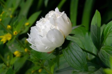 Şakayık ya da şakayık. Asya 'dan, Avrupa' dan ve Kuzey Amerika 'dan geliyorlar. Onlar ılıman bölgelerdeki en popüler bahçe bitkilerindendir. Onlar da büyük ölçekte kesilmiş çiçek olarak satılırlar.,