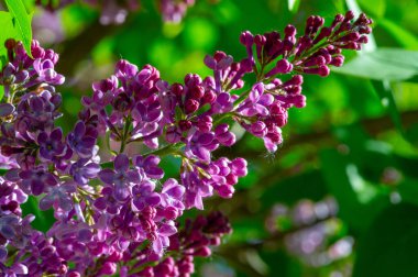 Leylak ya da zeytin ailesinin menekşe, pembe ya da beyaz çiçekleri olan küçük bir zeytin ağacı ve yaygın olarak bir süs olarak yetiştirilir..