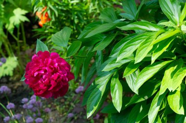 Şakayık ya da şakayık. Asya 'dan, Avrupa' dan ve Kuzey Amerika 'dan geliyorlar. Onlar ılıman bölgelerdeki en popüler bahçe bitkilerindendir. Onlar da büyük ölçekte kesilmiş çiçek olarak satılırlar.,