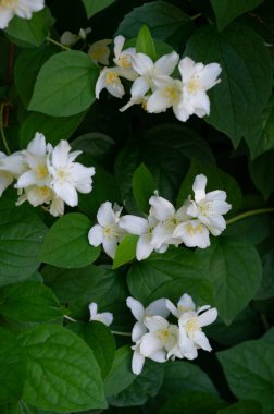 Yasemin, Eski Dünya 'dan kalma bir çalı ya da parfüm ya da çayda kullanılan güzel kokulu çiçekleri olan bir tırmanma bitkisi. Dekoratif olarak popüler. Zeytin familyasından bir çalılık ve asma cinsidir.