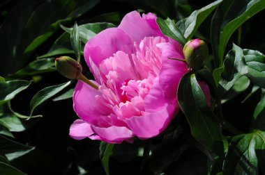 Şakayık ya da şakayık. Asya 'dan, Avrupa' dan ve Kuzey Amerika 'dan geliyorlar. Onlar ılıman bölgelerdeki en popüler bahçe bitkilerindendir. Onlar da büyük ölçekte kesilmiş çiçek olarak satılırlar.,