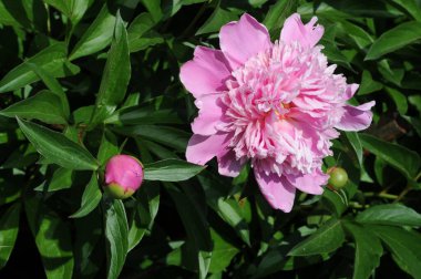 Şakayık ya da şakayık. Asya 'dan, Avrupa' dan ve Kuzey Amerika 'dan geliyorlar. Onlar ılıman bölgelerdeki en popüler bahçe bitkilerindendir. Onlar da büyük ölçekte kesilmiş çiçek olarak satılırlar.,