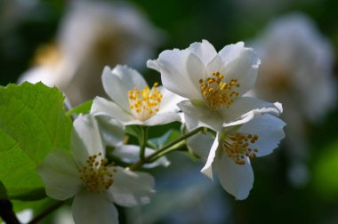 Yasemin, Eski Dünya 'dan kalma bir çalı ya da parfüm ya da çayda kullanılan güzel kokulu çiçekleri olan bir tırmanma bitkisi. Dekoratif olarak popüler. Zeytin familyasından bir çalılık ve asma cinsidir.