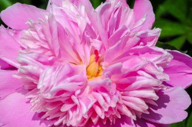 Şakayık ya da şakayık. Asya 'dan, Avrupa' dan ve Kuzey Amerika 'dan geliyorlar. Onlar ılıman bölgelerdeki en popüler bahçe bitkilerindendir. Onlar da büyük ölçekte kesilmiş çiçek olarak satılırlar.,