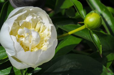 Şakayık ya da şakayık. Asya 'dan, Avrupa' dan ve Kuzey Amerika 'dan geliyorlar. Onlar ılıman bölgelerdeki en popüler bahçe bitkilerindendir. Onlar da büyük ölçekte kesilmiş çiçek olarak satılırlar.,