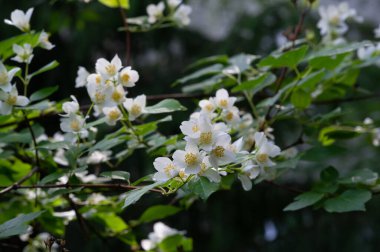 Yasemin, Eski Dünya 'dan kalma bir çalı ya da parfüm ya da çayda kullanılan güzel kokulu çiçekleri olan bir tırmanma bitkisi. Dekoratif olarak popüler. Zeytin familyasından bir çalılık ve asma cinsidir.
