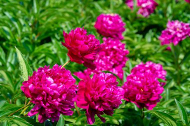 Şakayık ya da şakayık. Asya 'dan, Avrupa' dan ve Kuzey Amerika 'dan geliyorlar. Onlar ılıman bölgelerdeki en popüler bahçe bitkilerindendir. Onlar da büyük ölçekte kesilmiş çiçek olarak satılırlar.,