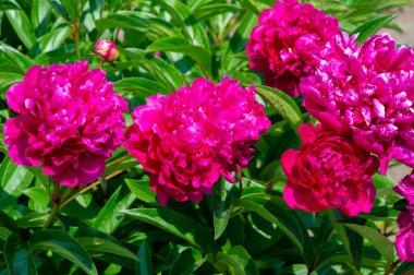 Şakayık ya da şakayık. Asya 'dan, Avrupa' dan ve Kuzey Amerika 'dan geliyorlar. Onlar ılıman bölgelerdeki en popüler bahçe bitkilerindendir. Onlar da büyük ölçekte kesilmiş çiçek olarak satılırlar.,