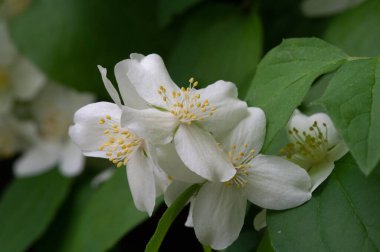 Yasemin, Eski Dünya 'dan kalma bir çalı ya da parfüm ya da çayda kullanılan güzel kokulu çiçekleri olan bir tırmanma bitkisi. Dekoratif olarak popüler. Zeytin familyasından bir çalılık ve asma cinsidir.