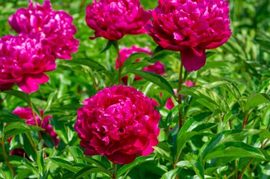 Şakayık ya da şakayık. Asya 'dan, Avrupa' dan ve Kuzey Amerika 'dan geliyorlar. Onlar ılıman bölgelerdeki en popüler bahçe bitkilerindendir. Onlar da büyük ölçekte kesilmiş çiçek olarak satılırlar.,