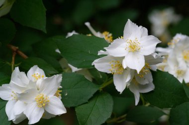 Yasemin, Eski Dünya 'dan kalma bir çalı ya da parfüm ya da çayda kullanılan güzel kokulu çiçekleri olan bir tırmanma bitkisi. Dekoratif olarak popüler. Zeytin familyasından bir çalılık ve asma cinsidir.