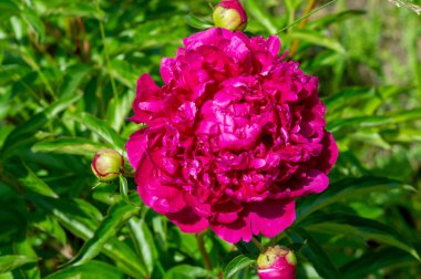 Şakayık ya da şakayık. Asya 'dan, Avrupa' dan ve Kuzey Amerika 'dan geliyorlar. Onlar ılıman bölgelerdeki en popüler bahçe bitkilerindendir. Onlar da büyük ölçekte kesilmiş çiçek olarak satılırlar.,