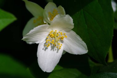 Yasemin, Eski Dünya 'dan kalma bir çalı ya da parfüm ya da çayda kullanılan güzel kokulu çiçekleri olan bir tırmanma bitkisi. Dekoratif olarak popüler. Zeytin familyasından bir çalılık ve asma cinsidir.