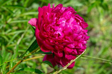 Şakayık ya da şakayık. Asya 'dan, Avrupa' dan ve Kuzey Amerika 'dan geliyorlar. Onlar ılıman bölgelerdeki en popüler bahçe bitkilerindendir. Onlar da büyük ölçekte kesilmiş çiçek olarak satılırlar.,