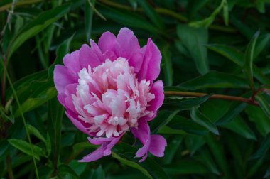 Şakayık ya da şakayık. Asya 'dan, Avrupa' dan ve Kuzey Amerika 'dan geliyorlar. Onlar ılıman bölgelerdeki en popüler bahçe bitkilerindendir. Onlar da büyük ölçekte kesilmiş çiçek olarak satılırlar.,