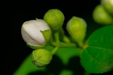Yasemin, Eski Dünya 'dan kalma bir çalı ya da parfüm ya da çayda kullanılan güzel kokulu çiçekleri olan bir tırmanma bitkisi. Dekoratif olarak popüler. Zeytin familyasından bir çalılık ve asma cinsidir.