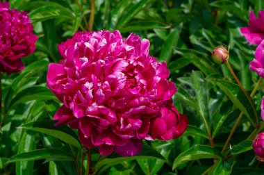 Şakayık ya da şakayık. Asya 'dan, Avrupa' dan ve Kuzey Amerika 'dan geliyorlar. Onlar ılıman bölgelerdeki en popüler bahçe bitkilerindendir. Onlar da büyük ölçekte kesilmiş çiçek olarak satılırlar.,