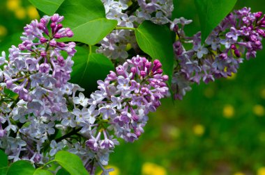 Şırınga leylağı, Oleaceae familyasından Güneydoğu Avrupa 'dan Doğu Asya' ya kadar uzanan ormanlarda ve çalılıklarda yetişen ve başka yerlerde ılıman bölgelerde yaygın olarak yetiştirilen bir çiçek ağacıdır.