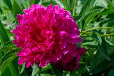 Şakayık ya da şakayık. Asya 'dan, Avrupa' dan ve Kuzey Amerika 'dan geliyorlar. Onlar ılıman bölgelerdeki en popüler bahçe bitkilerindendir. Onlar da büyük ölçekte kesilmiş çiçek olarak satılırlar.,