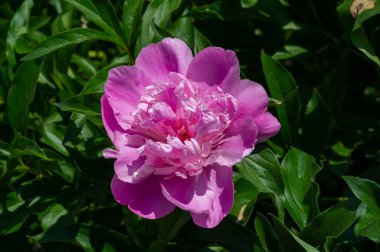 Şakayık ya da şakayık. Asya 'dan, Avrupa' dan ve Kuzey Amerika 'dan geliyorlar. Onlar ılıman bölgelerdeki en popüler bahçe bitkilerindendir. Onlar da büyük ölçekte kesilmiş çiçek olarak satılırlar.,