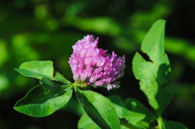 Trifolium familyasından yonca ya da folyo, baklagil ya da bezelye familyasından çiçek açan bitkiler. Ilıman kuzey yarımkürede, ama Güney Amerika ve Afrika 'da da pek çok tür bulunur.,