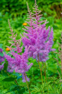 Amaranthus, her yıl veya kısa ömürlü bitkilerin oluşturduğu bir kozmopolit cinsidir. Amaranth türleri yaprak sebzeleri, sahte bitkiler ve süs bitkileri olarak yetiştirilir. 