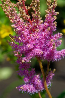 Amaranthus, her yıl veya kısa ömürlü bitkilerin oluşturduğu bir kozmopolit cinsidir. Amaranth türleri yaprak sebzeleri, sahte bitkiler ve süs bitkileri olarak yetiştirilir. 