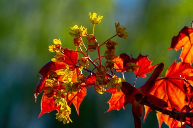 Akçaağaç çiçekleri yeşil, sarı, turuncu veya kırmızıdır. Bazı akçaağaçlar arılar için ilkbaharın başlarında polen ve nektar kaynağıdır..
