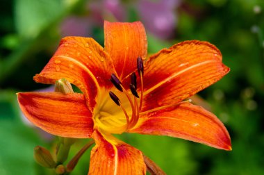 Lilium lancifolium - Çin, Japonya, Kore ve Rusya 'nın uzak doğusunda yetişiyor. Kuzey Amerika 'nın doğusunda pek çok dağınık yerde vatandaşlığa getirilen turuncu-siyah çiçeklerden oluşan süs bitkisi.