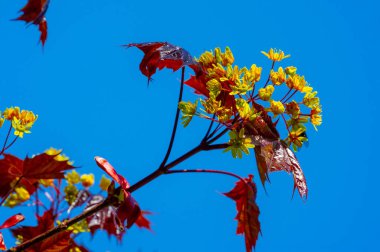 Akçaağaç çiçekleri yeşil, sarı, turuncu veya kırmızıdır. Bazı akçaağaçlar arılar için ilkbaharın başlarında polen ve nektar kaynağıdır..