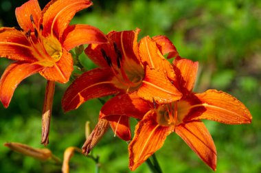 Lilium lancifolium - Çin, Japonya, Kore ve Rusya 'nın uzak doğusunda yetişiyor. Kuzey Amerika 'nın doğusunda pek çok dağınık yerde vatandaşlığa getirilen turuncu-siyah çiçeklerden oluşan süs bitkisi.