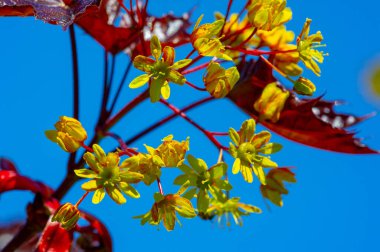 Akçaağaç çiçekleri yeşil, sarı, turuncu veya kırmızıdır. Bazı akçaağaçlar arılar için ilkbaharın başlarında polen ve nektar kaynağıdır..