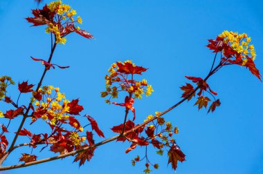 Akçaağaç çiçekleri yeşil, sarı, turuncu veya kırmızıdır. Bazı akçaağaçlar arılar için ilkbaharın başlarında polen ve nektar kaynağıdır..
