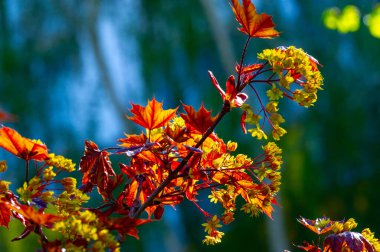 Akçaağaç çiçekleri yeşil, sarı, turuncu veya kırmızıdır. Bazı akçaağaçlar arılar için ilkbaharın başlarında polen ve nektar kaynağıdır..