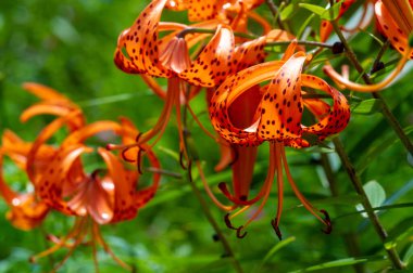 Lilium lancifolium - Çin, Japonya, Kore ve Rusya 'nın uzak doğusunda yetişiyor. Kuzey Amerika 'nın doğusunda pek çok dağınık yerde vatandaşlığa getirilen turuncu-siyah çiçeklerden oluşan süs bitkisi.