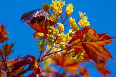 Akçaağaç çiçekleri yeşil, sarı, turuncu veya kırmızıdır. Bazı akçaağaçlar arılar için ilkbaharın başlarında polen ve nektar kaynağıdır..