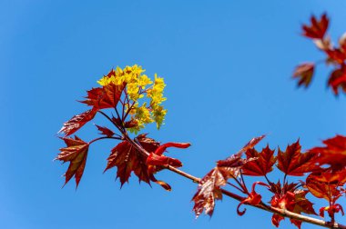 Akçaağaç çiçekleri yeşil, sarı, turuncu veya kırmızıdır. Bazı akçaağaçlar arılar için ilkbaharın başlarında polen ve nektar kaynağıdır..