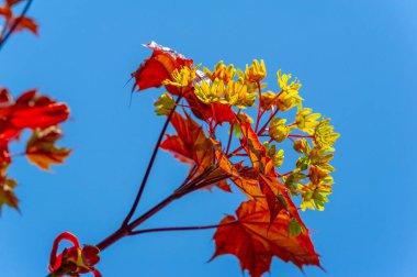 Akçaağaç çiçekleri yeşil, sarı, turuncu veya kırmızıdır. Bazı akçaağaçlar arılar için ilkbaharın başlarında polen ve nektar kaynağıdır..