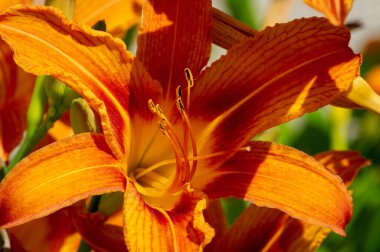 Lilium lancifolium - Çin, Japonya, Kore ve Rusya 'nın uzak doğusunda yetişiyor. Kuzey Amerika 'nın doğusunda pek çok dağınık yerde vatandaşlığa getirilen turuncu-siyah çiçeklerden oluşan süs bitkisi.