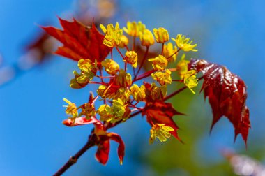 Akçaağaç çiçekleri yeşil, sarı, turuncu veya kırmızıdır. Bazı akçaağaçlar arılar için ilkbaharın başlarında polen ve nektar kaynağıdır..