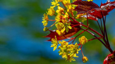 Akçaağaç çiçekleri yeşil, sarı, turuncu veya kırmızıdır. Bazı akçaağaçlar arılar için ilkbaharın başlarında polen ve nektar kaynağıdır..
