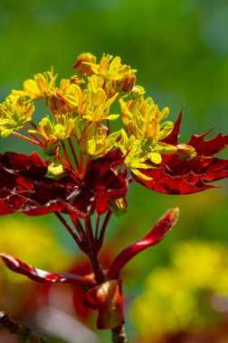 Akçaağaç çiçekleri yeşil, sarı, turuncu veya kırmızıdır. Bazı akçaağaçlar arılar için ilkbaharın başlarında polen ve nektar kaynağıdır..