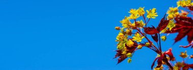 Akçaağaç çiçekleri yeşil, sarı, turuncu veya kırmızıdır. Bazı akçaağaçlar arılar için ilkbaharın başlarında polen ve nektar kaynağıdır..