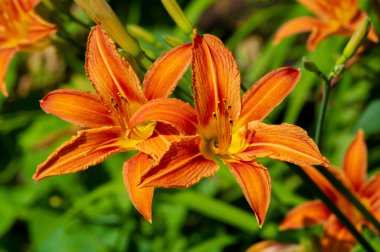 Lilium lancifolium - Çin, Japonya, Kore ve Rusya 'nın uzak doğusunda yetişiyor. Kuzey Amerika 'nın doğusunda pek çok dağınık yerde vatandaşlığa getirilen turuncu-siyah çiçeklerden oluşan süs bitkisi.