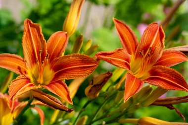 Lilium lancifolium - Çin, Japonya, Kore ve Rusya 'nın uzak doğusunda yetişiyor. Kuzey Amerika 'nın doğusunda pek çok dağınık yerde vatandaşlığa getirilen turuncu-siyah çiçeklerden oluşan süs bitkisi.