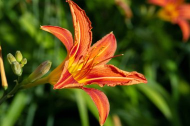 Lilium lancifolium - Çin, Japonya, Kore ve Rusya 'nın uzak doğusunda yetişiyor. Kuzey Amerika 'nın doğusunda pek çok dağınık yerde vatandaşlığa getirilen turuncu-siyah çiçeklerden oluşan süs bitkisi.