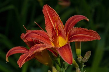 Lilium lancifolium - Çin, Japonya, Kore ve Rusya 'nın uzak doğusunda yetişiyor. Kuzey Amerika 'nın doğusunda pek çok dağınık yerde vatandaşlığa getirilen turuncu-siyah çiçeklerden oluşan süs bitkisi.