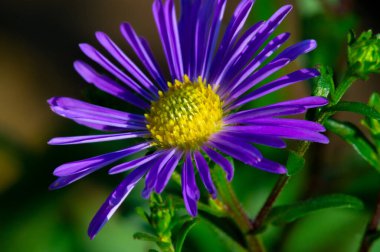 Yabani çiçek (yabani çiçek), yabani doğada yetişen, yani kasten tohum ekilmemiş veya ekilmemiş bir çiçektir..