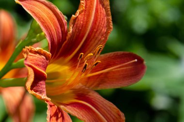 Lilium lancifolium - Çin, Japonya, Kore ve Rusya 'nın uzak doğusunda yetişiyor. Kuzey Amerika 'nın doğusunda pek çok dağınık yerde vatandaşlığa getirilen turuncu-siyah çiçeklerden oluşan süs bitkisi.